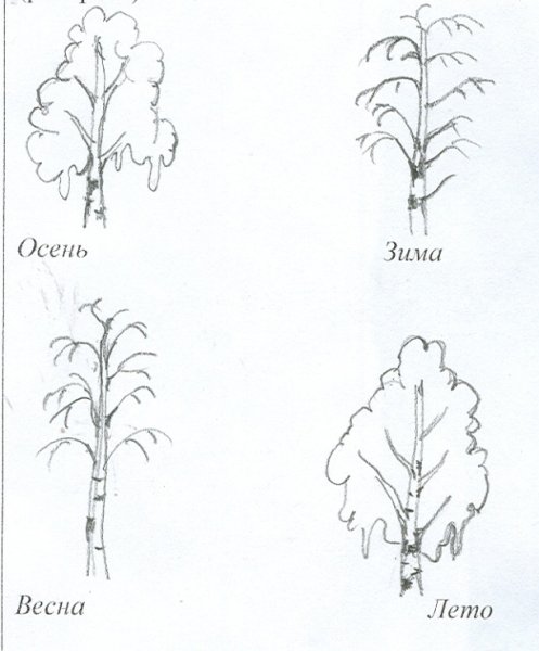 Береза раскраска
