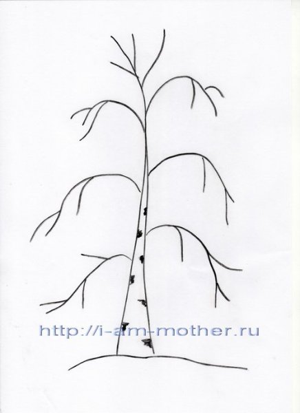 Берёза рисунок карандашом