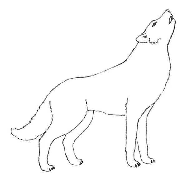 Нарисовать волка