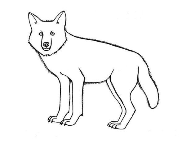 Волк рисунок карандашом для детей