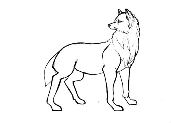 Волк карандашом для детей