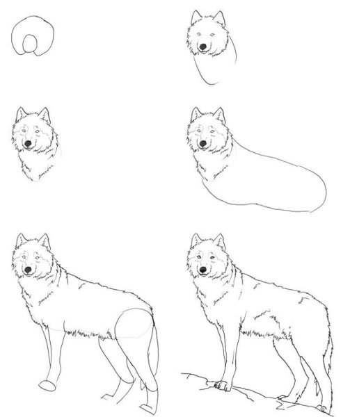 Рисунки для срисовки вол