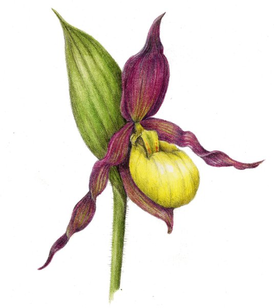 Венерин башмачок нарисовать ребенку