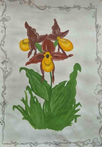 Венерин башмачок рисунок