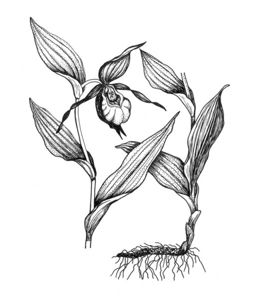 Раскраска растения Венерин башмачок