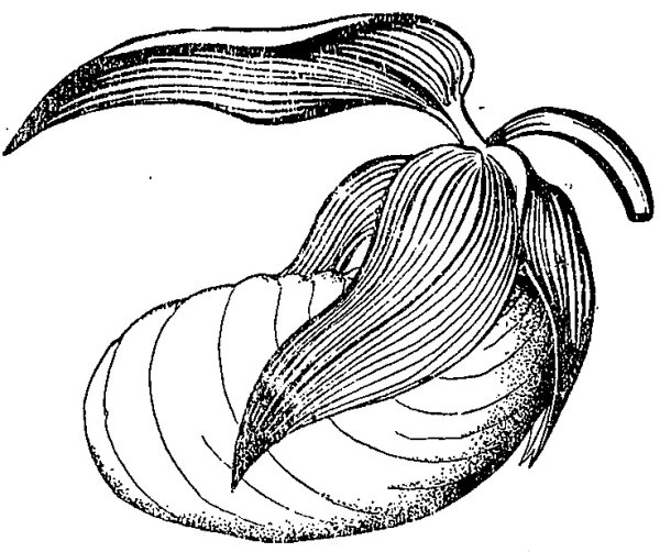 Венерин башмачок настоящий рисунок