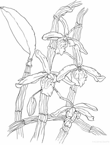 Венерин башмачок чб