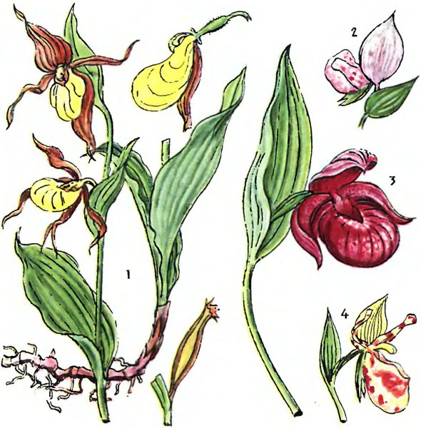 Венерин башмачок нарисовать