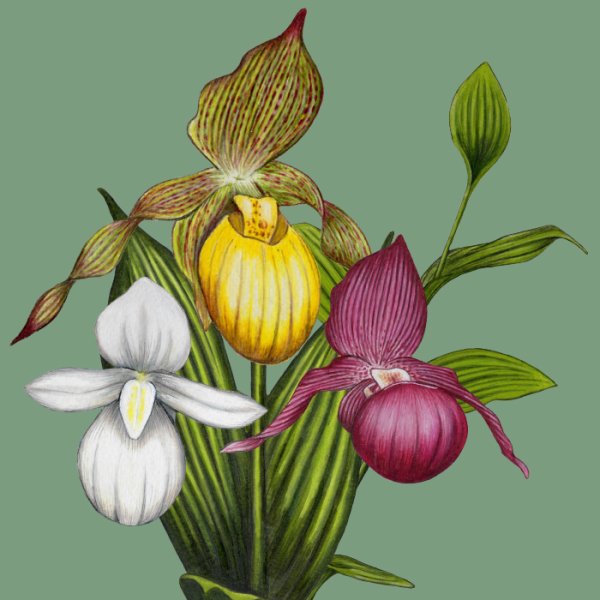 Венерин башмачок