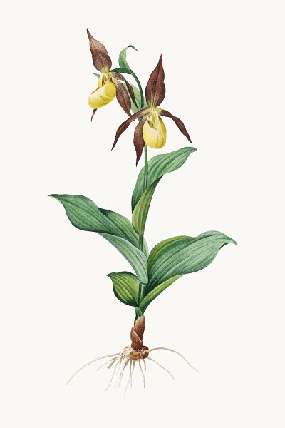 Венерин башмачок