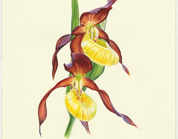 Венерин башмачок настоящий рисунок