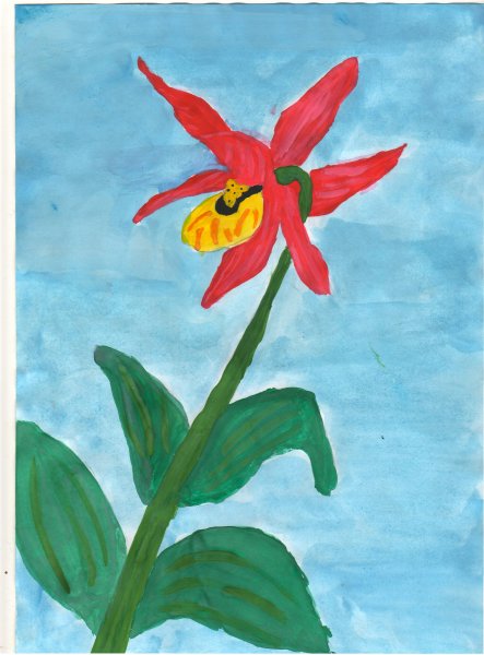 Венерин башмачок разукрашка