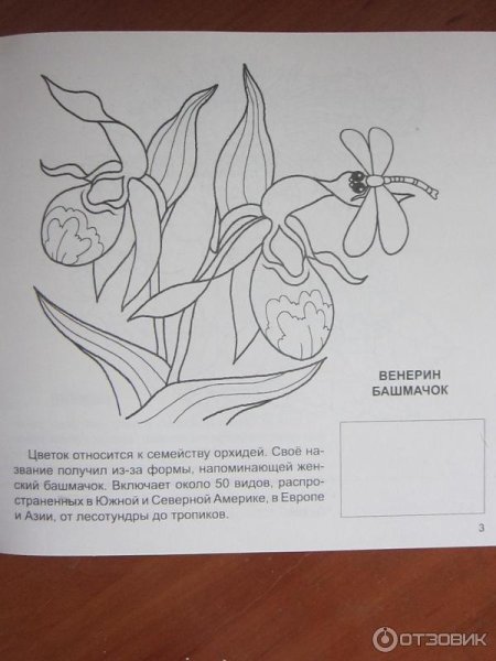 Венерин башмачок нарисовать