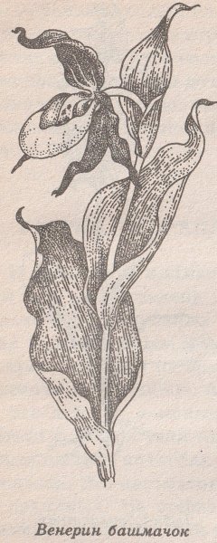 Венерин башмачок нарисовать