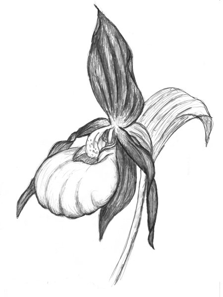 Венерин башмачок