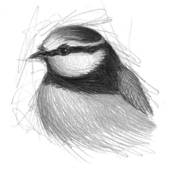 Рисование синички