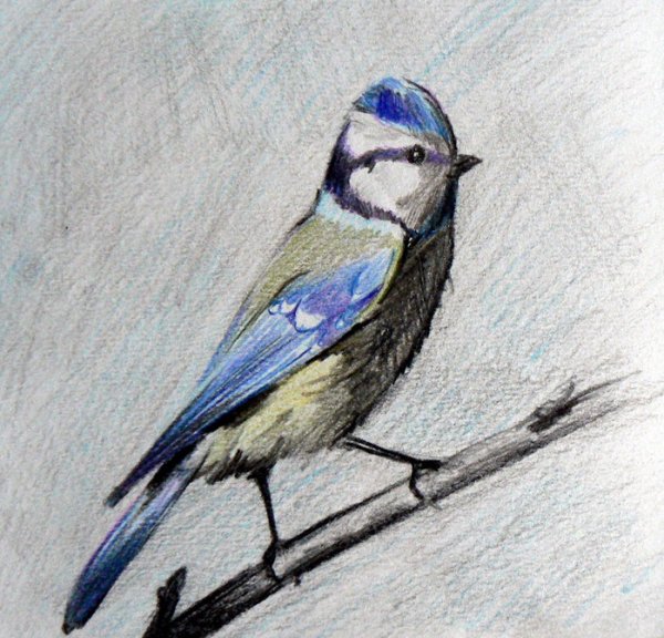 Синичка карандашом