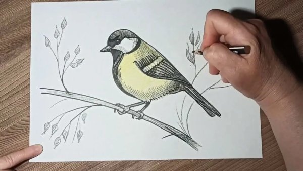 Птица рисунок