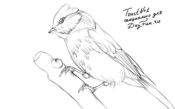 Синица в профиль нарисованная