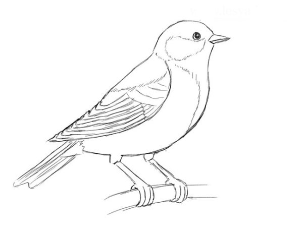 Рисование птичка на ветке