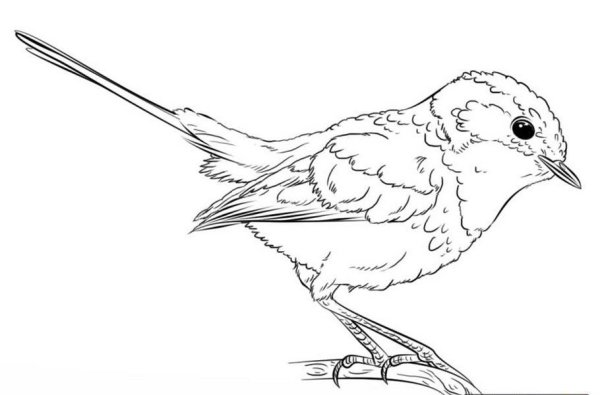 Синичка рисунок пошагово