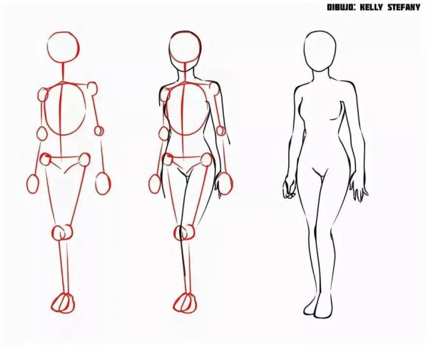 Человек в полный рост анатомия