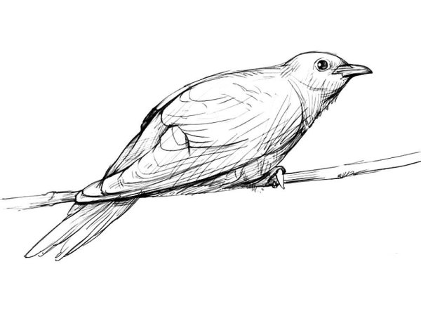 Наброски птиц