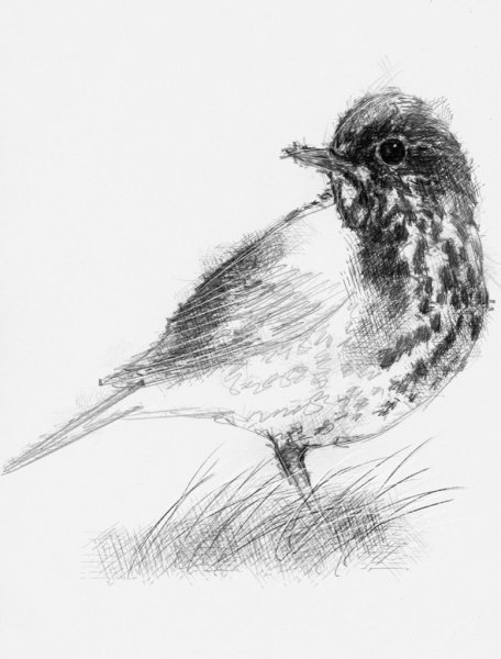 Рисунки птиц для срисовки