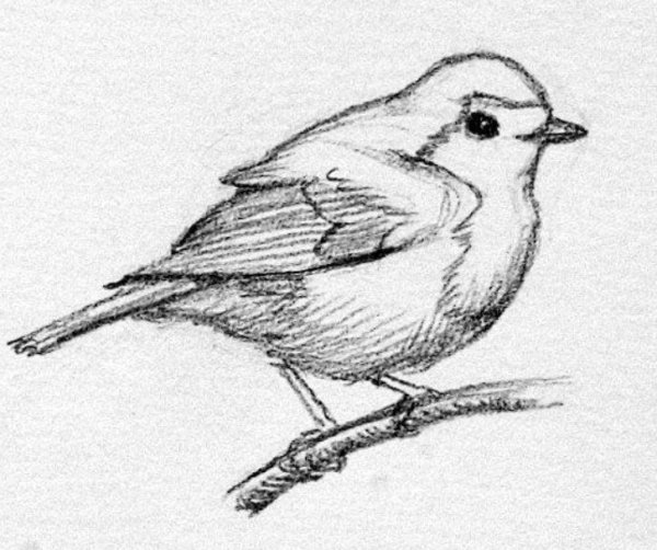 Птицы для срисовки