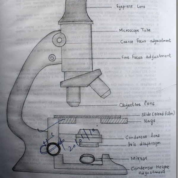 Строение микроскопа рисунок