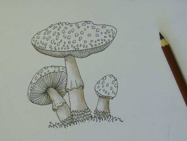 Поганка мухомор гриб раскраска