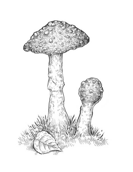 Грибы для срисовки карандашом