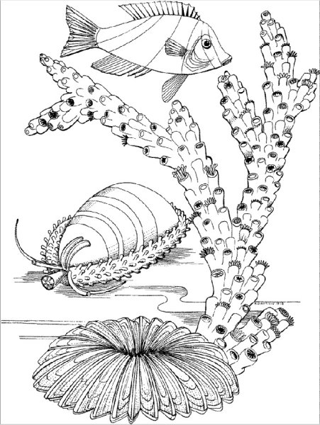 Морские рыбы раскраска