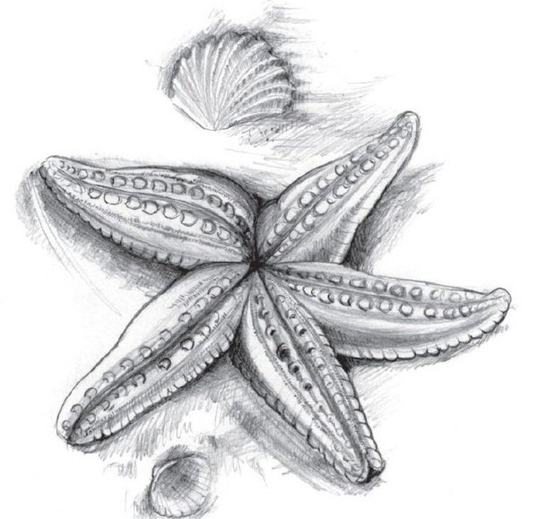 Морская звезда рисунок