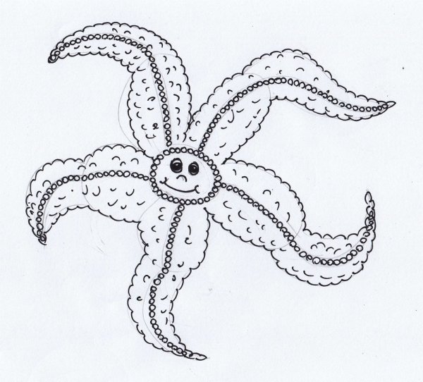 Морская звезда схематично