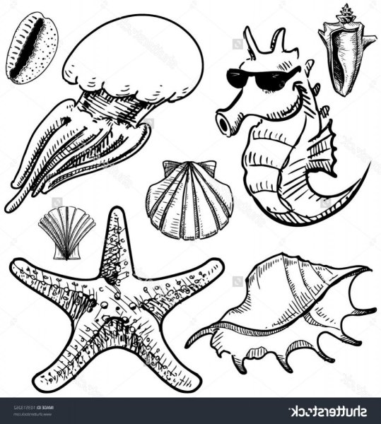 Морские обитатели рисунки