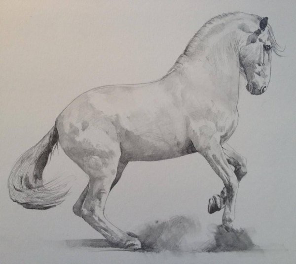 Наброски лошади Художественные