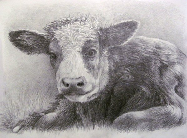 Теленок карандашом