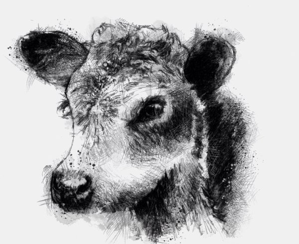 Теленок карандашом