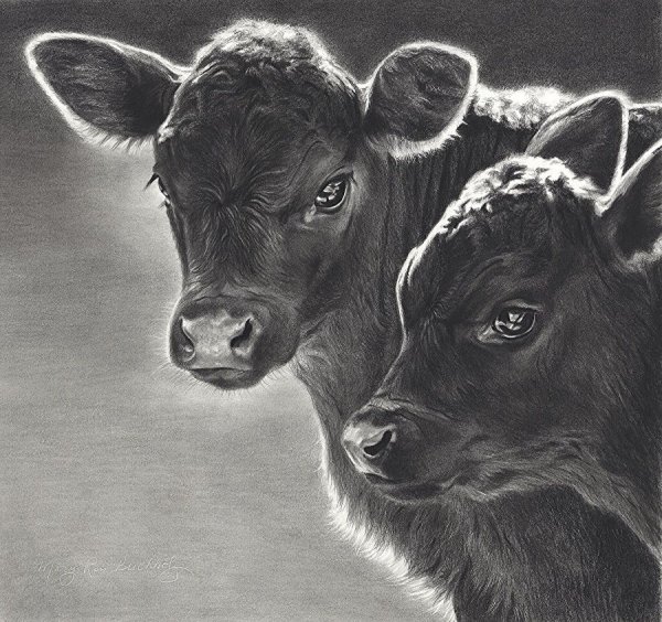 Портрет коровы карандашом