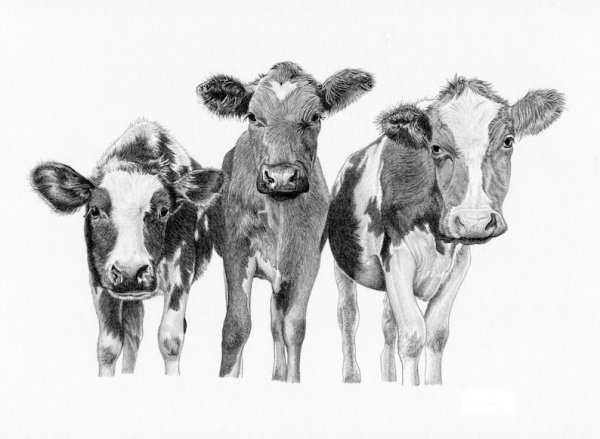 Корова с теленком Графика