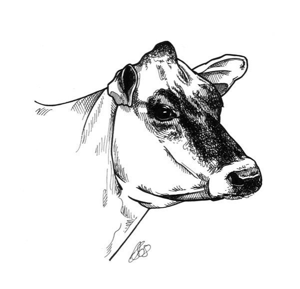 Корова карандашом