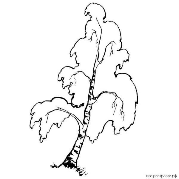 Береза раскраска для детей