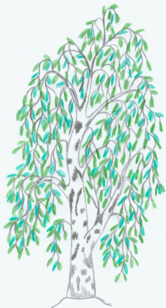 Берёза поэтапное рисование