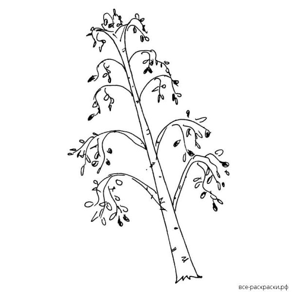 Береза раскраска для детей