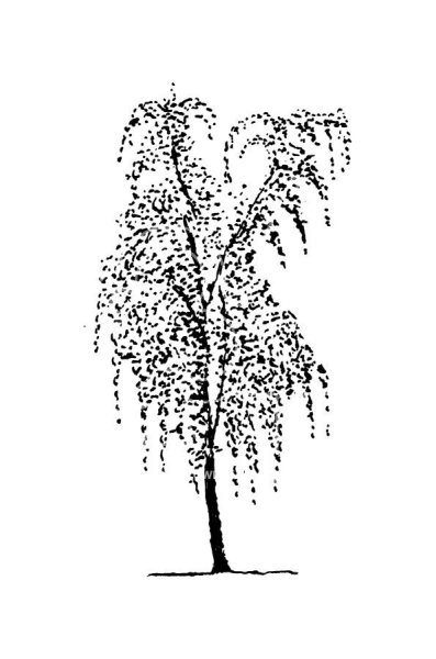 Березка контур