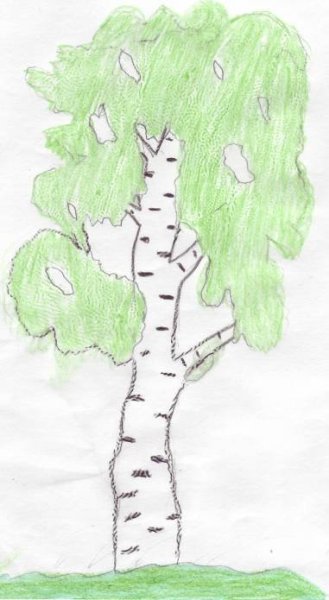 Береза раскраска для детей