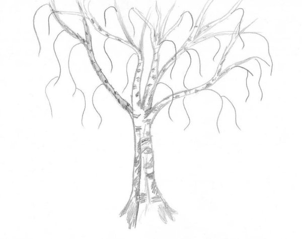 Береза раскраска для детей