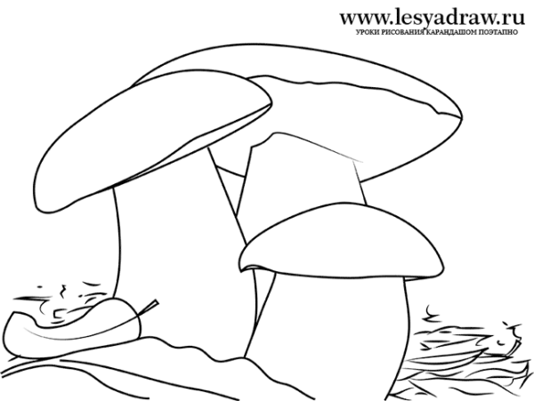 Гриб рисунок