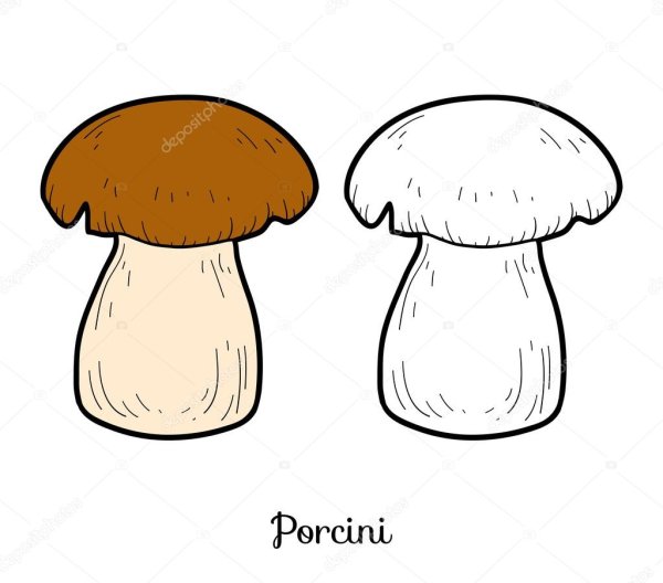 Нарисовать гриб подберезовик карандашом